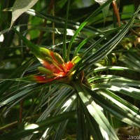 Freycinetia walkeri Solms